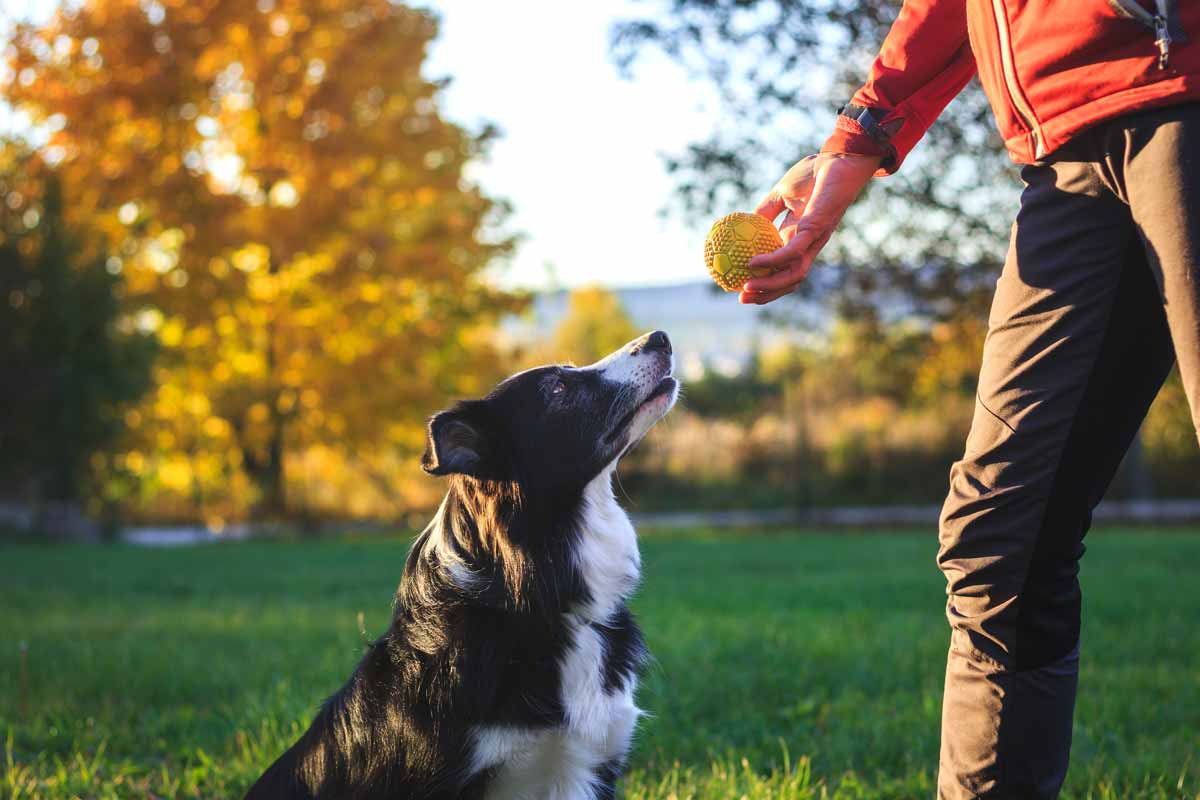 Dog Park